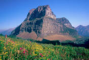 Image of flowers near Boulder Pass in Glacier.