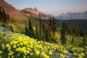 Image of flowers at Granite Park below the Garden Wall in Glacier.