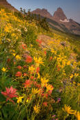 Image of flowers at Granite Park below the Garden Wall in Glacier.