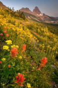 Image of flowers at Granite Park below the Garden Wall in Glacier.