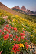 Image of flowers at Granite Park below the Garden Wall in Glacier.