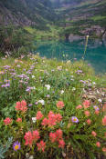 Image of flowers and Stoney Indian Lake in Glacier.