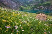 Image of flowers and Stoney Indian Lake in Glacier.