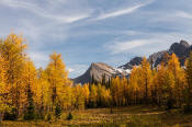 Image of Fall Larches near Floe Lake, Rockwall