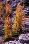 Image of Larches near Stiletto Lake, North Cascades