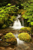 Image of Cache Creek along the Dosewalips, Olympic National Park.