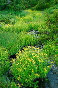 Image of Monkey Flower at Home Sweet Home, Olympic National Park