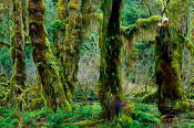 Image of Hoh Rain Forest, moss-covered trees, Olympic National Park