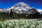 Image of Mount Rainier above Glacier Lilies