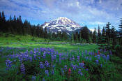 Image of Mount Rainier above Lupine, Spray Park