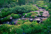 Image of Monkey Flower along Paradise Creek