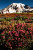 Image of Mount Rainier above Pink Heather