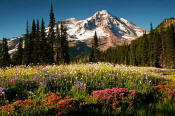 Image of Mount Rainier above Pink Heather