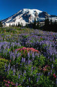 Image of Mount Rainier above Mazama Ridge