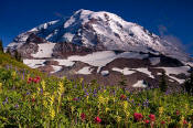 Image of Mount Rainier above Flowers