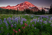 Image of Mount Rainier above Spray Park