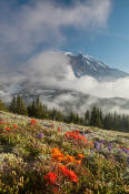 Image of Mount Rainier above flowers near Skyscraper Pass