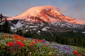 Image of Mount Rainier above flowers, Skyscraper Pass