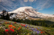 Image of Mount Rainier above flowers near Skyscraper Pass