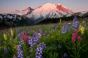 Image of Mount Rainier above flowers in Yakima Park