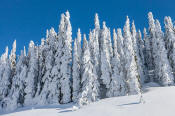 Snow blanketed trees, Mount Rainier