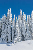 Snow blanketed trees, Mount Rainier