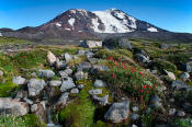 Image of Mount Adams above flowers in Adams Meadows