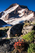 Image of Mount Hood above flowers on Barrett Spur