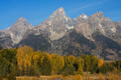 Image of Grand Teton above autumn colors, Grand Teton National Park