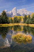 Image of Grand Teton reflection, autumn, Shwabacker Landing