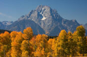 Image of Mount Moran above aspen in autumn, Grand Teton National Park