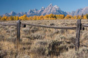 Image of Grand Teton above autumn colors and fence, Grand Teton National Park