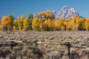 Image of Grand Teton above autumn colors and fence, Grand Teton National Park