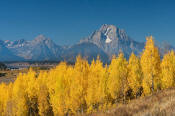 Image of Mount Moran above yellow aspen at Oxbow Bend, Grand Teton National Park