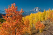 Image of Mount Moran above autumn foliage near Oxbow Bend, Grand Teton National Park