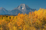 Image of Mount Moran above autumn colors, Oxbow Bend, Grand Teton National Park