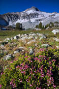 Image of Glacier Peak and Heather, Eagle Cap, Wallowas