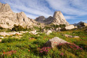 Image of Pingora Peak above heather in Cirque of the Towers, Wind Rivers