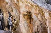 Image of Palette Springs at Mamoth Hot Springs, Yellowstone National Park.