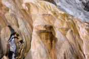 Image of Palette Spring at Mamoth Hot Springs, Yellowstone National Park.