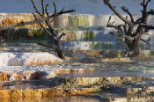 Image of Main Terrace at Mamoth Hot Springs, Yellowstone National Park.