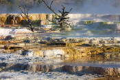 Image of Main Terrace at Mamoth Hot Springs, Yellowstone National Park