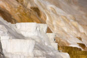 Image of Palette Spring at Mamoth Hot Springs, Yellowstone National Park.