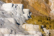 Image of Palette Spring at Mamoth Hot Springs, Yellowstone National Park.