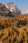 Image of Odaray Mountain abova fall larches, Opabin Plateau