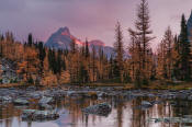 Image of Opabin Fall Reflection, Cathedral Mountain